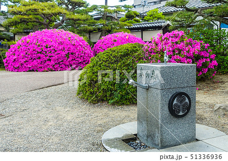 披雲閣のツツジと葵の泉（高松城　玉藻公園　高松城址） 51336936