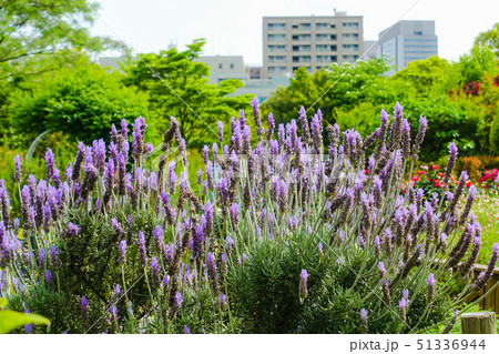 木場公園都市緑化植物園 江東区木場４丁目１の写真素材