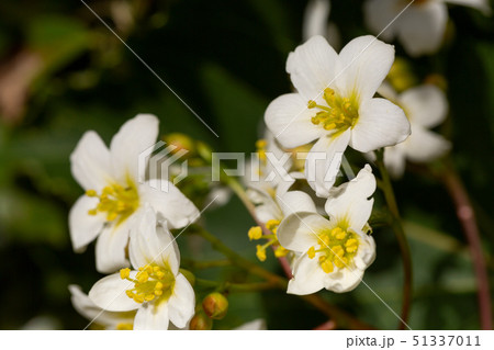 アブラギリ 花 51337011