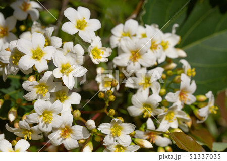 アブラギリ 花 51337035