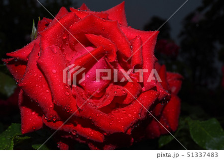 薔薇の雫 薔薇の雫 51337483