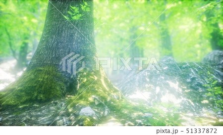Sunbeams Shining through Natural Forest of Beech 51337872
