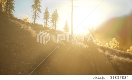Deer Male in Forest at Sunset 51337884