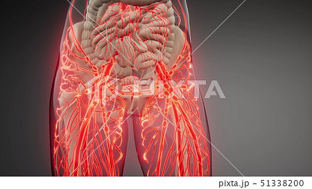 Blood Vessels of Human Body 51338200