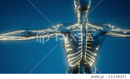 Blood Vessels of Human Body 51338201