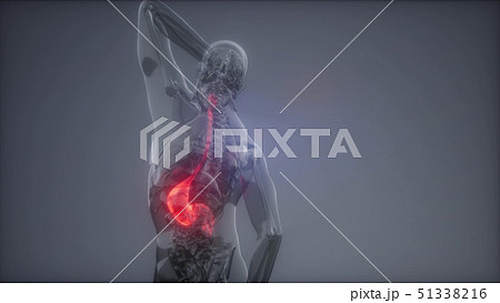 Human Stomach Radiology Exam 51338216