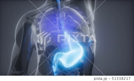 Human Stomach Radiology Exam 51338217