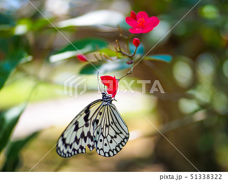 オオゴマダラ 51338322