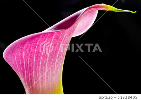 オランダカイウの花 51338405