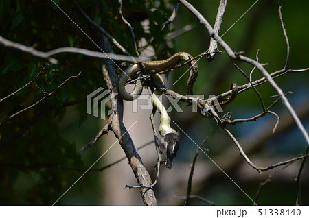 樹上で鳥を呑み込む「アオダイショウ」（立川公園／東京都立川市） 51338440