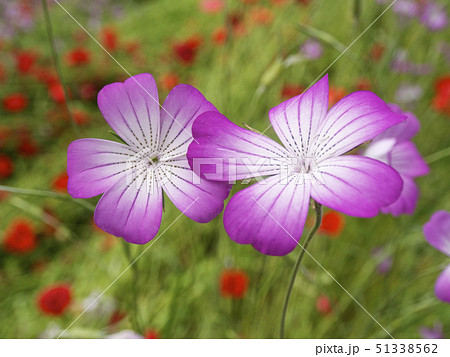 ムギセンノウの花 51338562