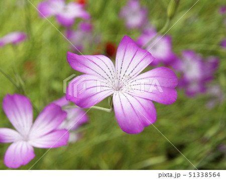 ムギセンノウの花 ムギセンノウの花 51338564