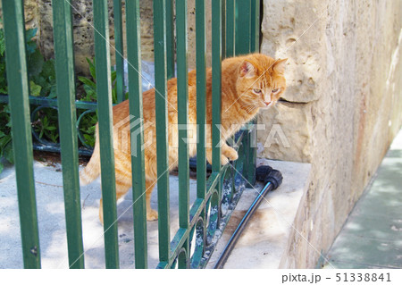 マルタの猫 51338841