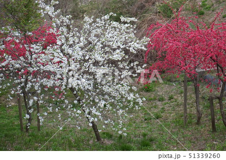 南信州のハナモモ 51339260