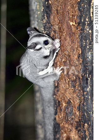 食事中のモモンガ 51339285