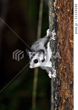 モモンガの写真素材