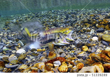 サケの遡上産卵 51339289