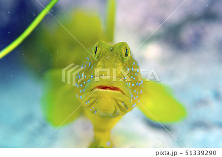 ムラサメハゼ 51339290