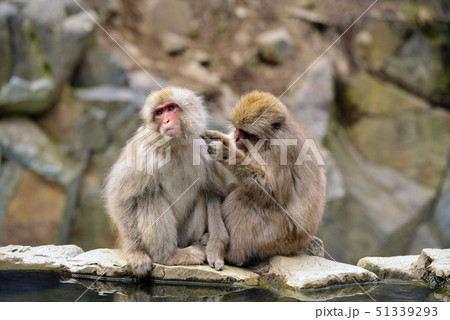 サルの毛繕い 51339293