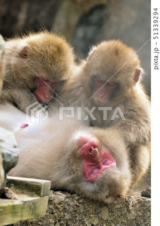 親子で毛繕いのサル 51339294