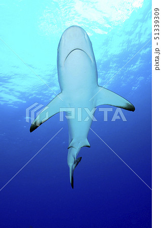 サメのおなかの写真素材