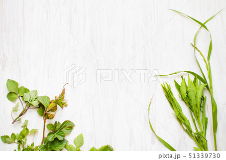 植物と白い板 51339730