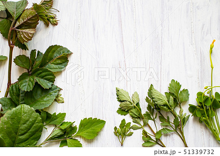 植物と白い板 51339732