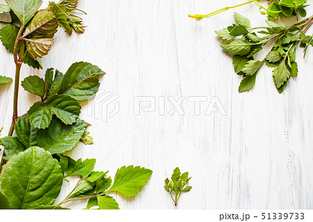 植物と白い板 51339733