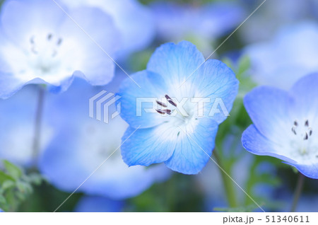 ネモフィラ畑 51340611