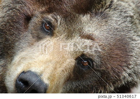 ヒグマのアップ 51340617