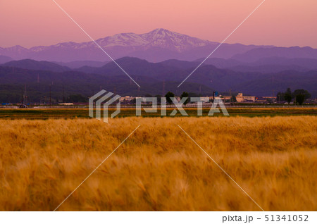 白山の遠望/夕陽/麦畑(石川県能美市)5月下旬 白山の遠望/夕陽/麦畑(石川県能美市)5月下旬 51341052