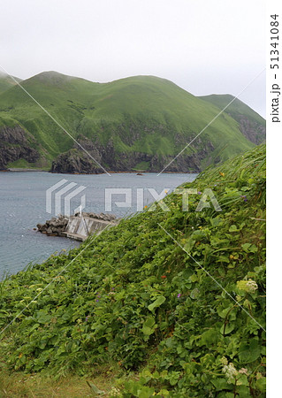 北海道　礼文島　澄海岬の風景 51341084