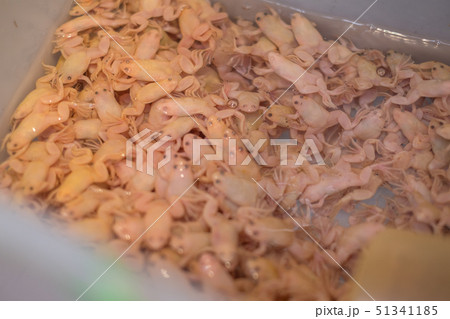 ペット用カエル ペット用カエル 51341185
