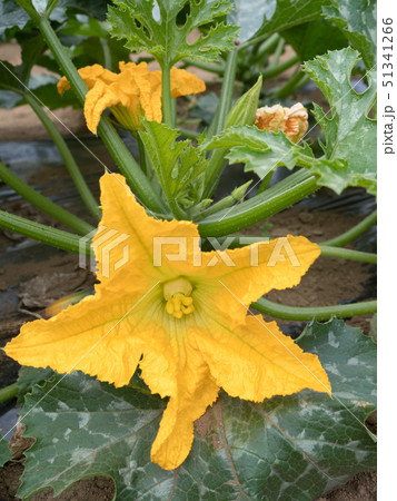 ズッキーニ畑 ズッキーニ畑 51341266