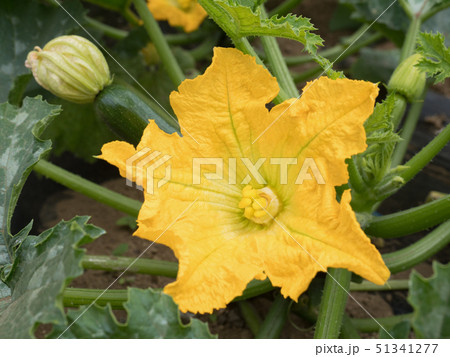 ズッキーニ畑 51341277