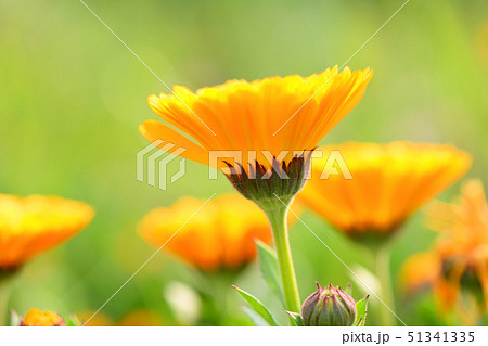 キンセンカの花 51341335