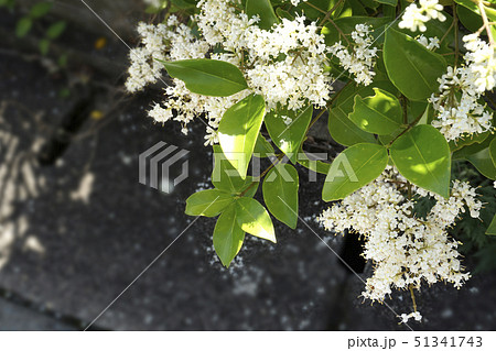 ネズミモチの花 51341743