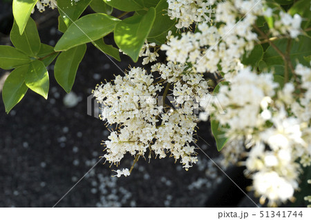 ネズミモチの花 51341744