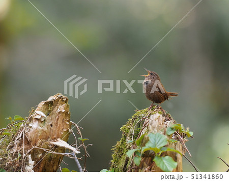 ミソサザイ 51341860