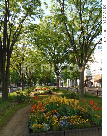 仙台市若林区卸町 並木と花壇 仙台市若林区卸町 並木と花壇 51342084