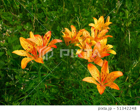 エゾスカシユリ の花 51342248