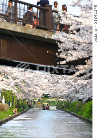 であい橋と桜 51342249