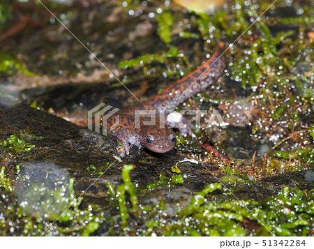ヒバサンショウウオ（旧カスミサンショウウオ高地型） 51342284