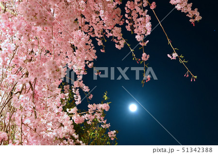 月夜と桜 月夜と桜 51342388
