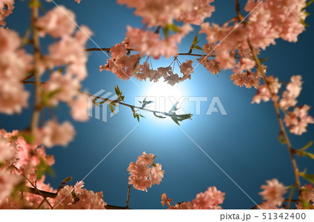 月夜と桜 月夜と桜 51342400