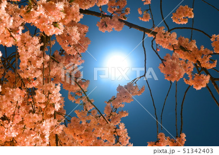 月夜と桜 月夜と桜 51342403