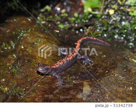 ハコネサンショウウオ 51342739