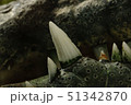 A closeup of crocodile teeth 51342870