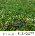 Diamond python slithering through the grass in a 51342877