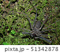 A large scorpion spider on a tree in the Amazone 51342878